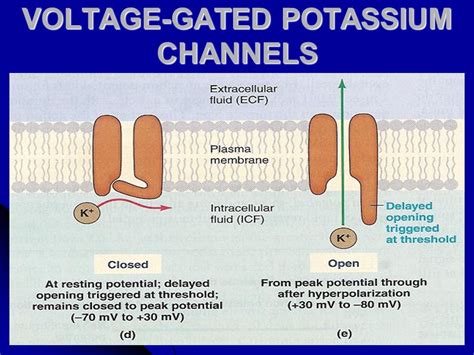 sodium leak channels|Do voltage